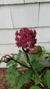 Memorial Garden www.jessicamcollette.com