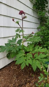 Memorial Garden www.jessicamcollette.com