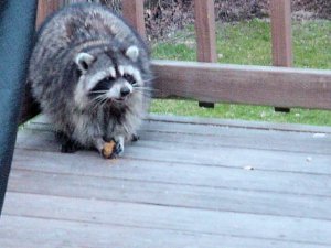 Once again, the birds sing www.jessicamcollette.com