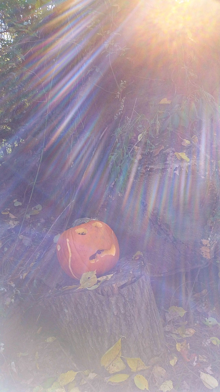 A Pumpkin Story www.jessicamcollette.com