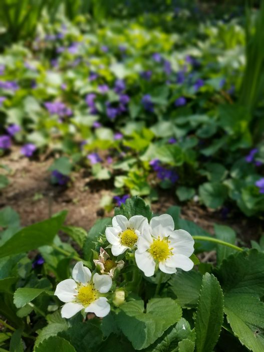 Hopeful Blossoms www.jessicamcollette.com
