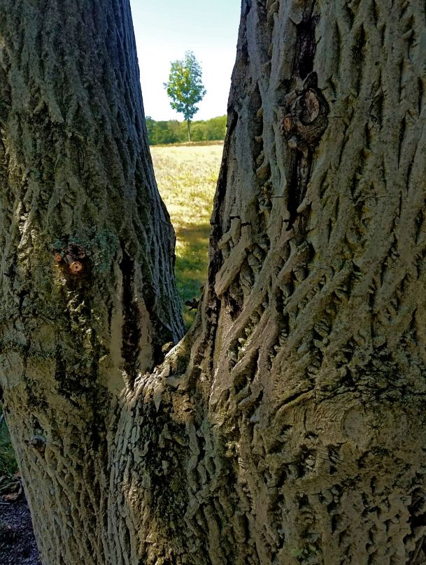 Survivors www.jessicamcollette.com