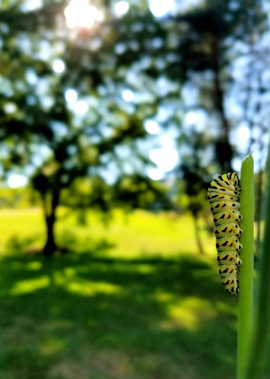 Wings www.jessicamcollette.com