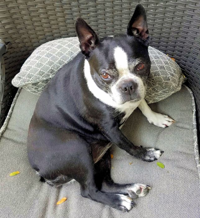 Man's best friend www.jessicamcollette.com