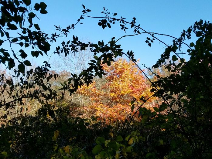 Autumn www.jessicamcollette.com