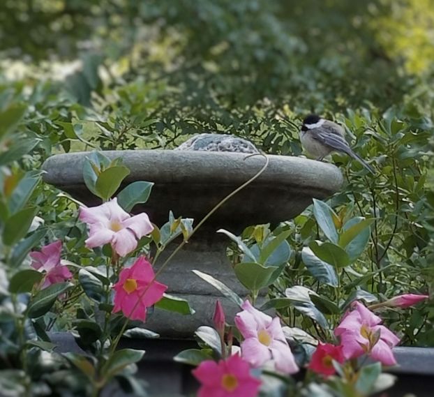 Pause www.jessicamcollette.com