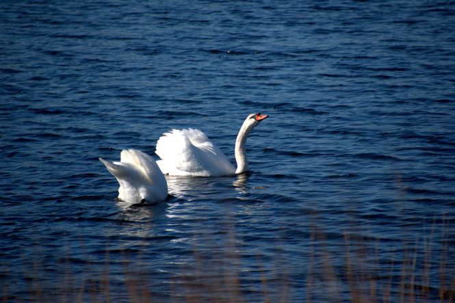 Swim www.jessicamcollette.com